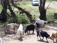 056 Monte Sette Fratelli